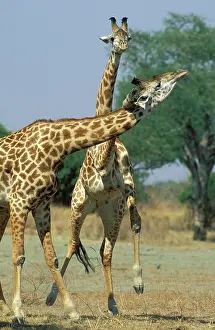 Luangwa: Thornicroft's Giraffe - This endemic subspecies