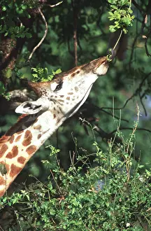 Stretching: THORNICROFT'S GIRAFFE - Female with extensible tongue