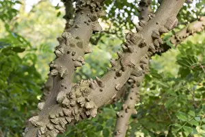 Americanum: Thorny bark of Common Pricklyash (Zanthoxylum americanum)