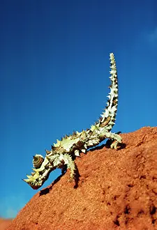 Moloch: THORNY DEVIL