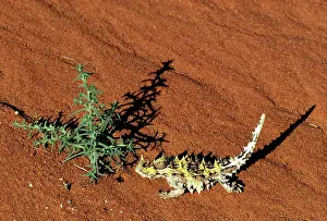 Moloch: THORNY DEVIL