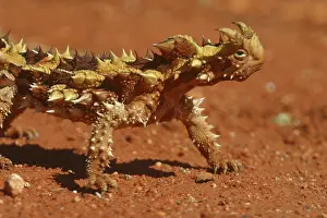 Moloch: Thorny Devil