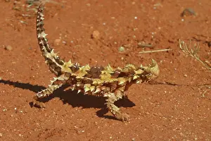 Moloch: Thorny Devil