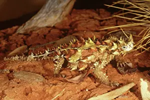 Horridus: Thorny Devil