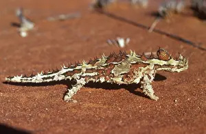 Horridus: Thorny Devil