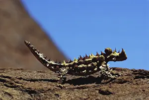 Horridus: Thorny Devil