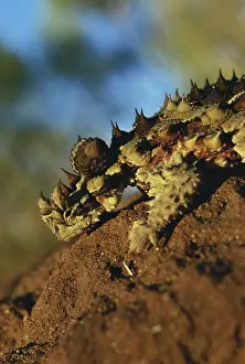 Horridus: Thorny Devil