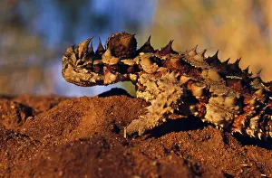 Horridus: Thorny Devil