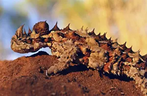 Horridus: Thorny Devil