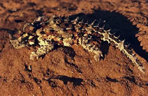 Horridus: Thorny Devil