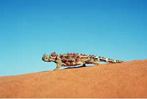 Devil: THORNY DEVIL