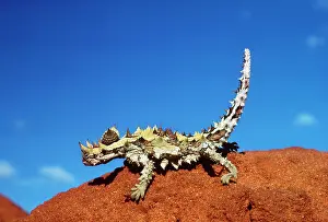 Defence: THORNY DEVIL