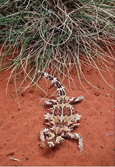 Lizards: THORNY DEVIL - Feeds only on ants