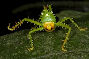 Devil: Thorny Devil Katydid (Panacanthus cuspidatus) u