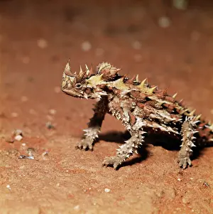 Moloch: THORNY DEVIL (LIZARD)