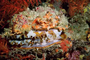 Oysters: Thorny Oyster - cave dweller