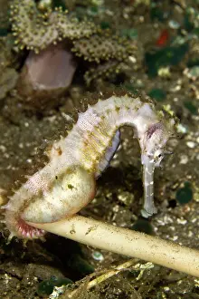 Seahorses: Thorny Seahorse