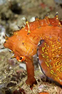 Seahorses: Thorny Seahorse