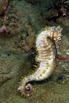 Seahorses: Thorny Seahorse