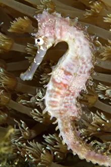 Seahorses: Thorny Seahorse