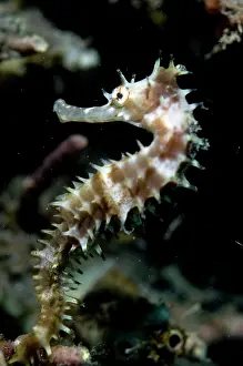 Seahorses: Thorny Seahorse