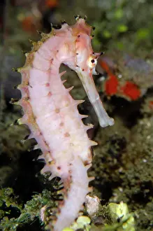 Spiny: Thorny Seahorse