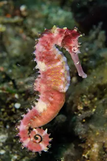 Hippocampus: Thorny Seahorse