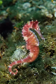 Hippocampus: Thorny Seahorse