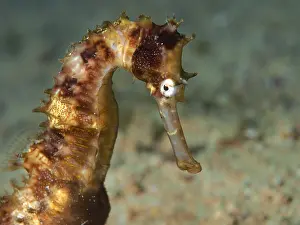 Puerto: This Thorny Seahorse (Hippocampus histrix) was