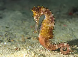 Puerto: Thorny Seahorse (Hippocampus histrix) moving fo