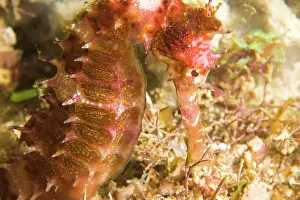 Beds: Thorny Seahorse (Hippocampus hystrix), Underwater