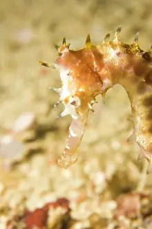 Beds: Thorny Seahorse (Hippocampus hystrix), Underwater