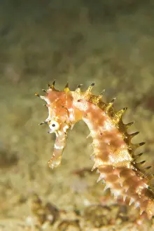 Beds: Thorny Seahorse (Hippocampus hystrix), Underwater