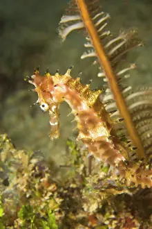 Beds: Thorny Seahorse (Hippocampus hystrix), Underwater