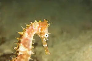 Zoological: Thorny Seahorse (Hippocampus hystrix), Underwater