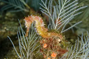 Hydroid: Thorny Seahorse - by Hydroids (Hydrozoa Class)