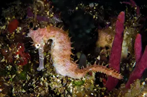 Hydroid: Thorny Seahorse - Sidem dive site, Tulamben, Karangasem