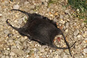 271221: Thorny skate (Amblyraja radiata), Other animals