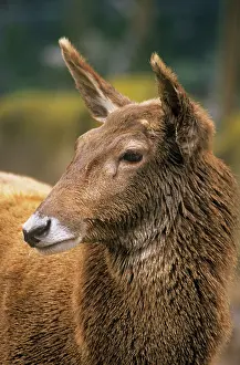 Albirostris: Thorold's / White-lipped Deer - female