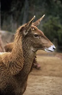 Albirostris: Thorold's / White-lipped Deer - female, showing