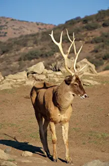 Albirostris: Thorold's / White-lipped Deer - male