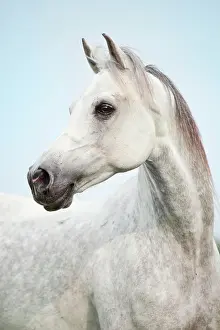 Dapple: Thoroughbred Arab gelding, dapple grey, portrait