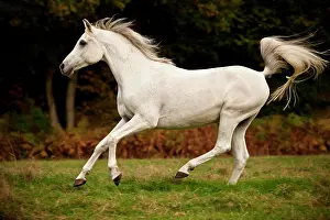 Gelding: Thoroughbred Arab, white horse, gelding galloping