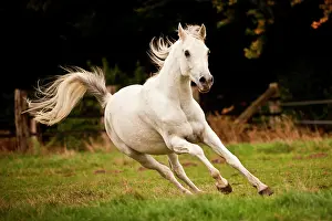 Cantering: Thoroughbred Arab, white horse, gelding galloping