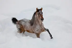 Stallion: Thoroughbred Arabian, Arabian stallion, young stallion