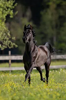 Gloss: Thoroughbred Arabian black stallion in spring on