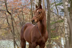 Sorrel: Thoroughbred Arabian gelding chestnut in autumn