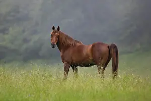 Sorrel: Thoroughbred Arabian gelding chestnut on pasture