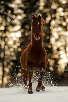 Gelding: Thoroughbred Arabian gelding galloping on winter