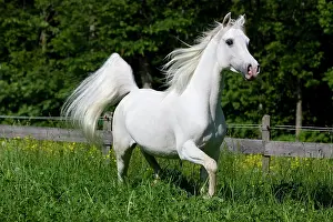 Ferus: Thoroughbred Arabian horse, white, trotting in a